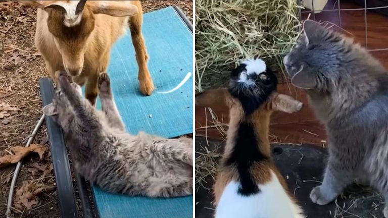 stray kitten with farm goats