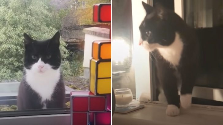 Stray Tuxedo Cat Secures Himself A Forever Home By Consistently Coming To This Man’s Window