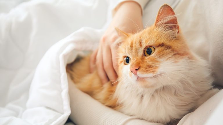 woman holding a cat