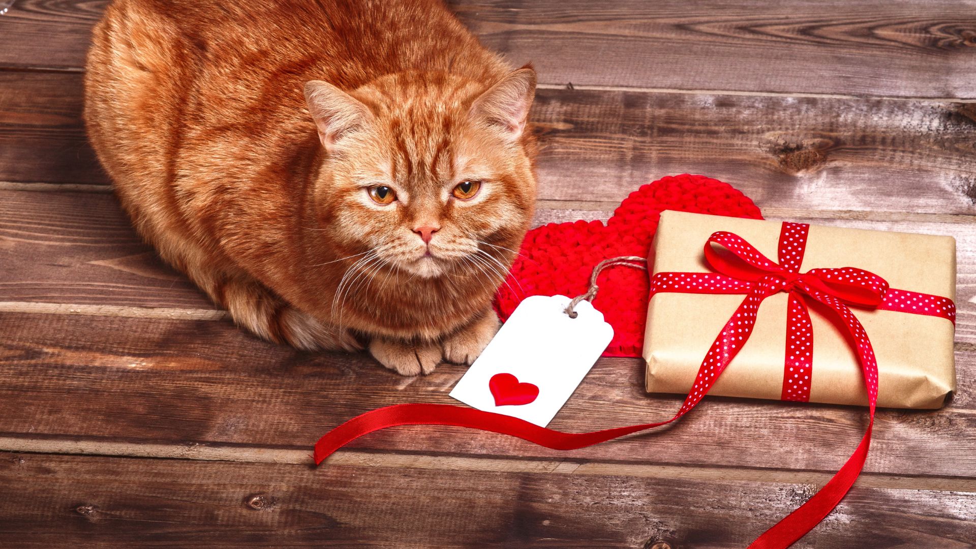 Surprise Your Cat-Loving Valentine With These 6 Purrfect Gifts