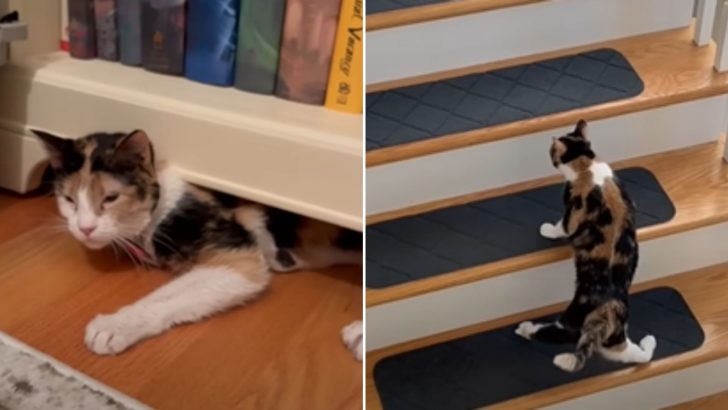 Terrified Calico Cat’s Personality Completely Blossoms Once She Finds Her Loving Forever Home
