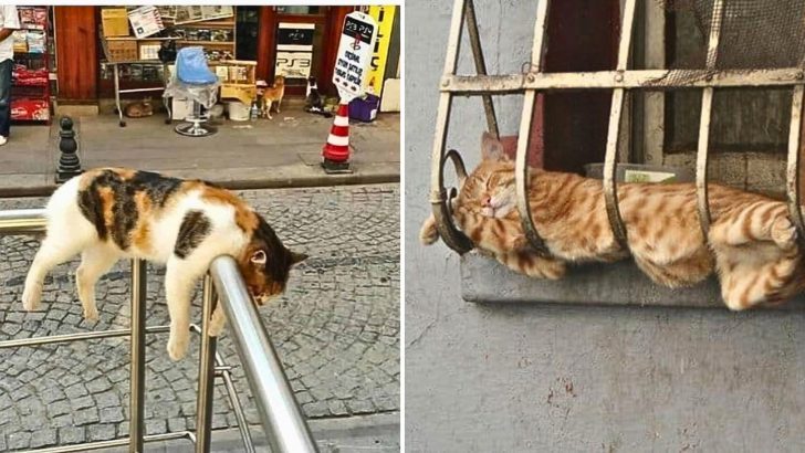 These Cats Are Catching Z’s In The Strangest Spots Because Sleep Always Wins!