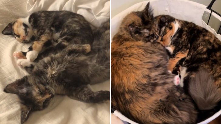 These Furry Sisters Cried Whenever They Were Separated, Now They’re Adopted Together
