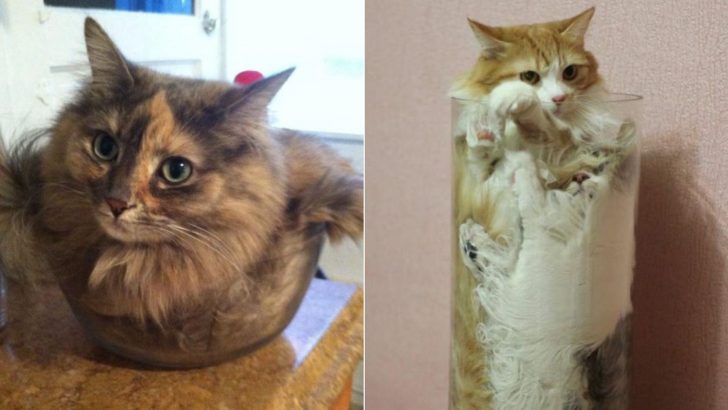 These Hilarious Photos Proving Cats Are Liquid Will Leak Directly Into Your Heart