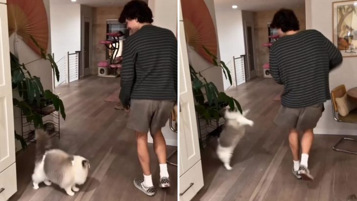 This Adorable Kitty Loves To Scare Her Owner’s Boyfriend And It’s The Cutest Thing (VIDEO)