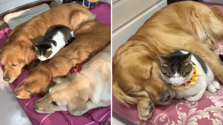 This Cat Has The World’s Cuddliest Sleeping Nest – Three Golden Retrievers