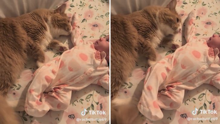 You Won’t Believe What This Cat Does With Her Owner’s Baby