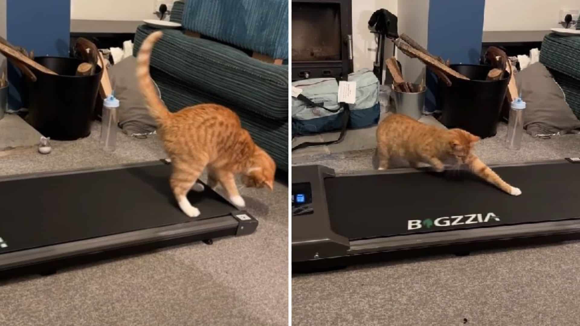 cat using a treadmill