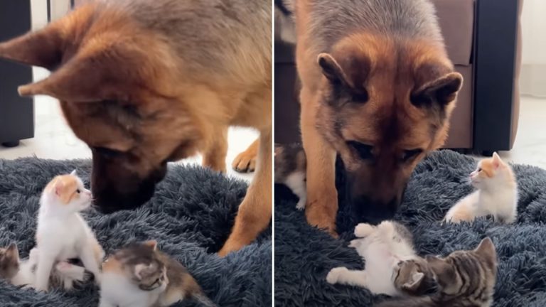 tiny kittens lying in dog's bed