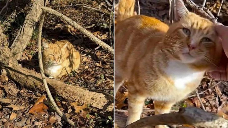 Story About An Orange Stray Cat Patiently Waiting In Park For Months Will Move You To Tears