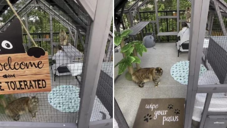 This Outdoor Catio Is Straight Outta Feline Dreams