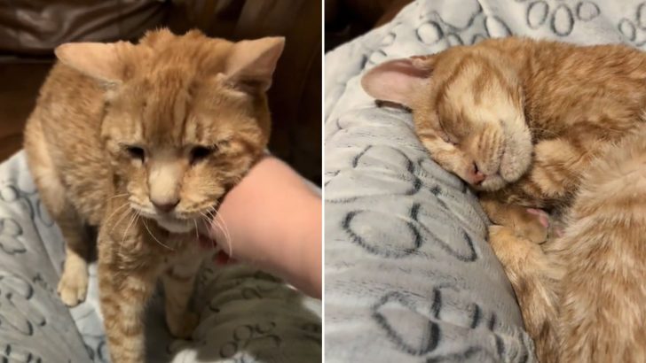 Watch The Heartwarming Moment A Senior Cat Realizes He’s Finally Home For Good