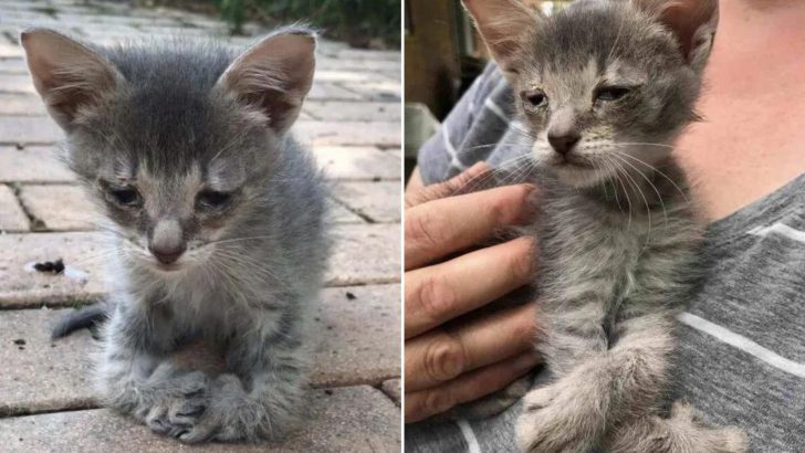 Tiny Kitten With Badly Deformed Front Paws Was Heartlessly Left Alone To Fend For Himself