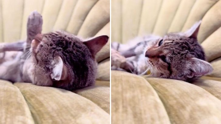 Stray Cat Lying On A Soft Chair For The First Time Ever Will Truly Bring Tears To Your Eyes