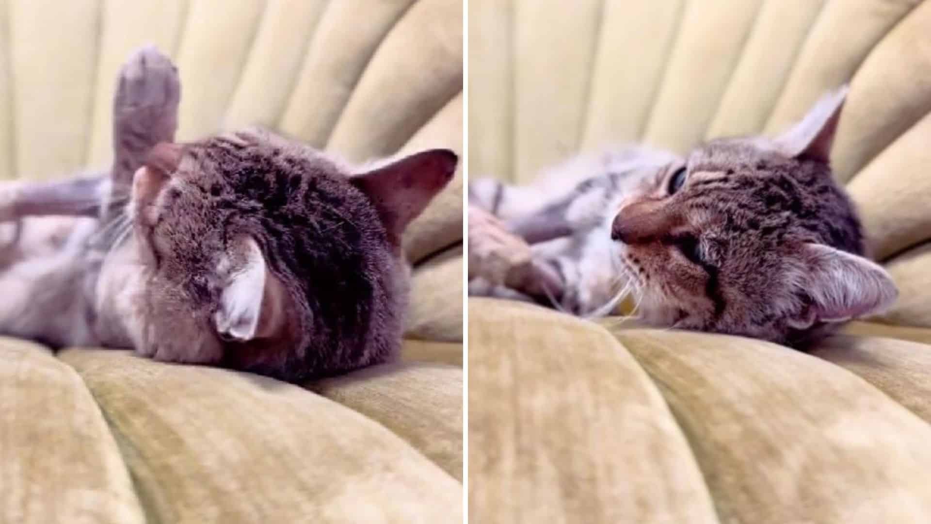 stray cat lying on a chair