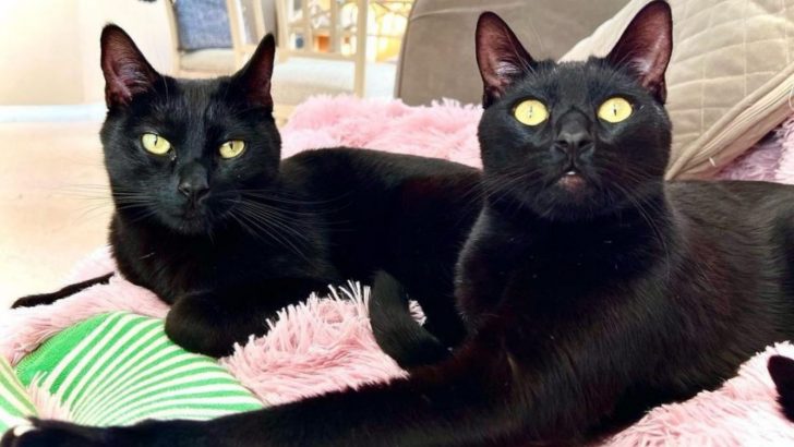 Two Feline Brothers Find Their Forever Home Next To A Woman Who Only Ever Owned Dogs