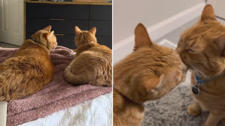 Two Rescue Cats Fall In Love Right After Their Owners Started Dating