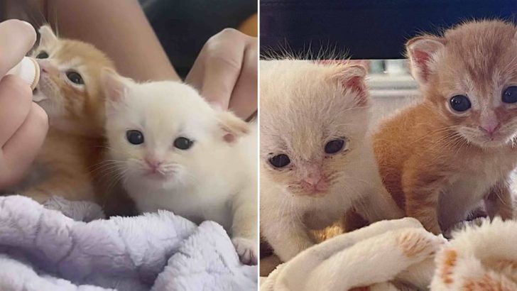 Two Tiny Kittens Abandoned In A Box Find Home Together