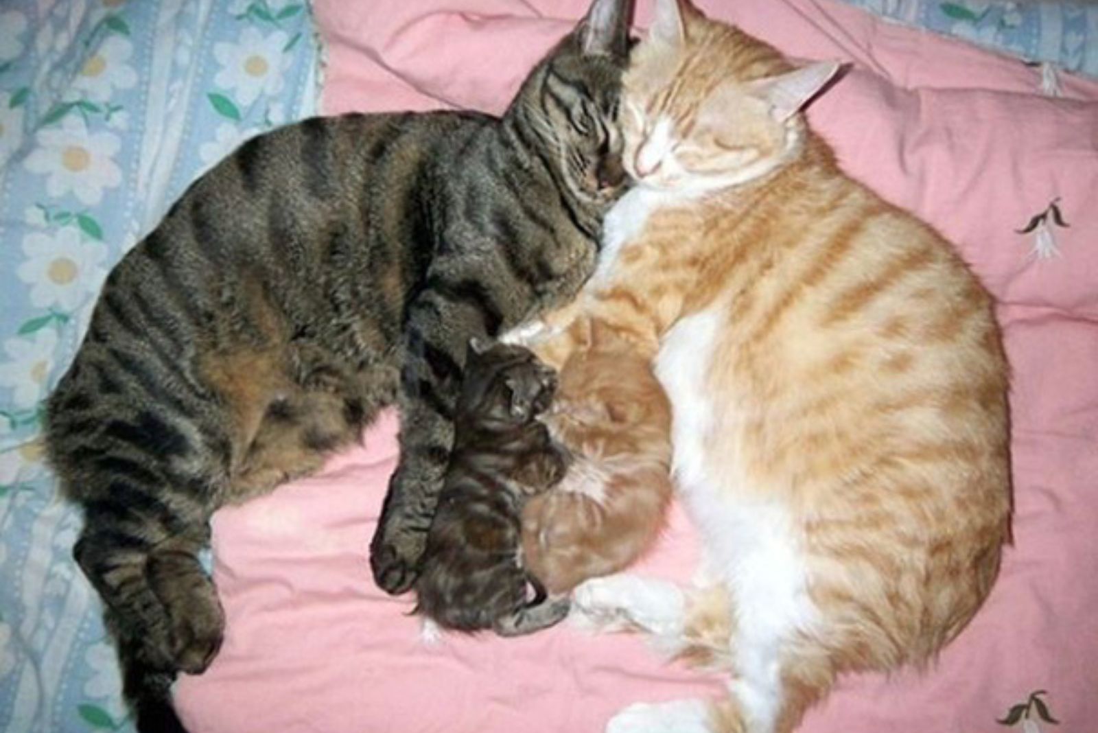 Two cats and two kittens