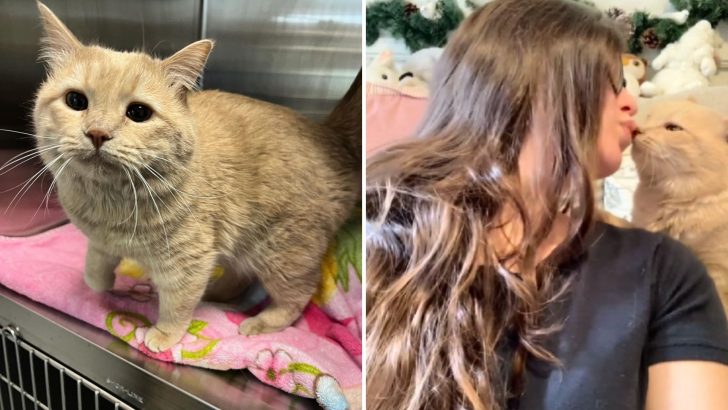 It Took This Veterinary Assistant One Purr To Fall Head Over Heels With Her Deaf Feline Patient