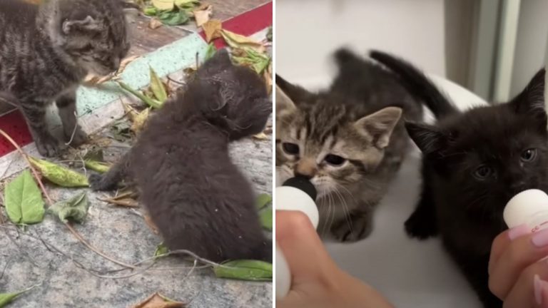 two rescued kittens