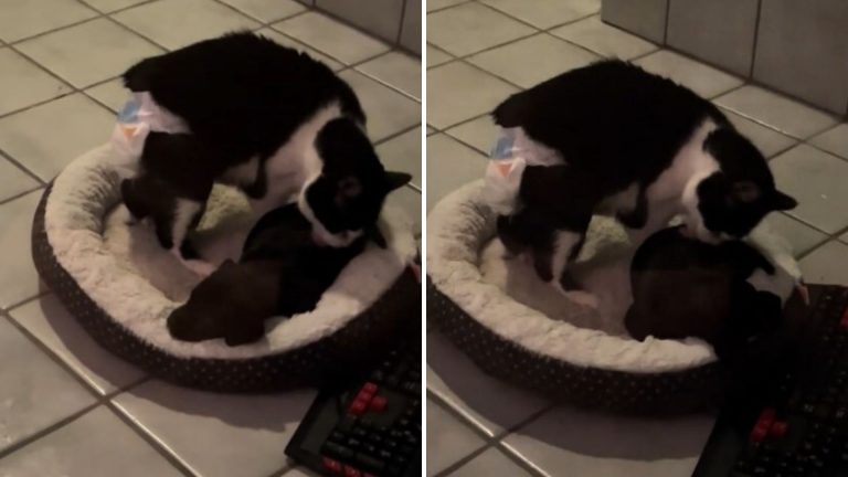 Watch As This Blind Cat Cares For An Abandoned Puppy In A Touching Video