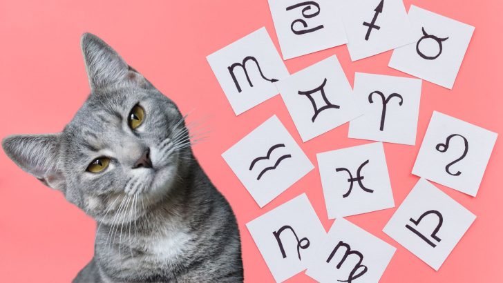 What Your Cat’s Zodiac Sign Reveals About Their Personality