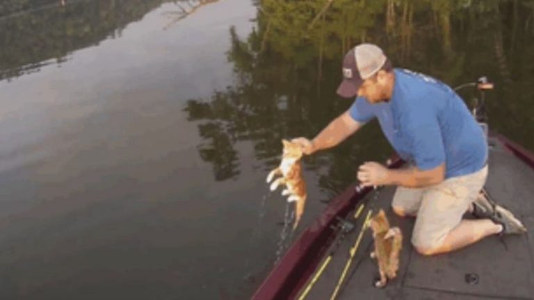 man-rescues-kittens