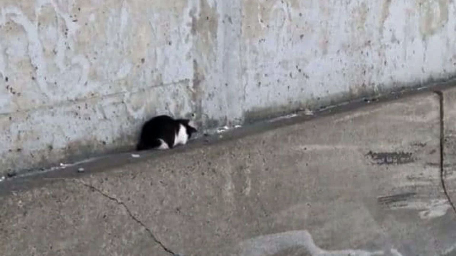 poor abandoned kitten