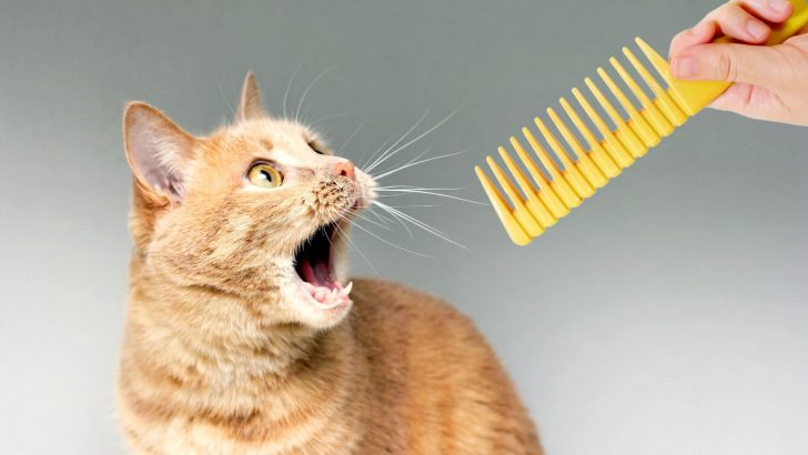 Why Do Cats Gag At Combs? The Truth Revealed