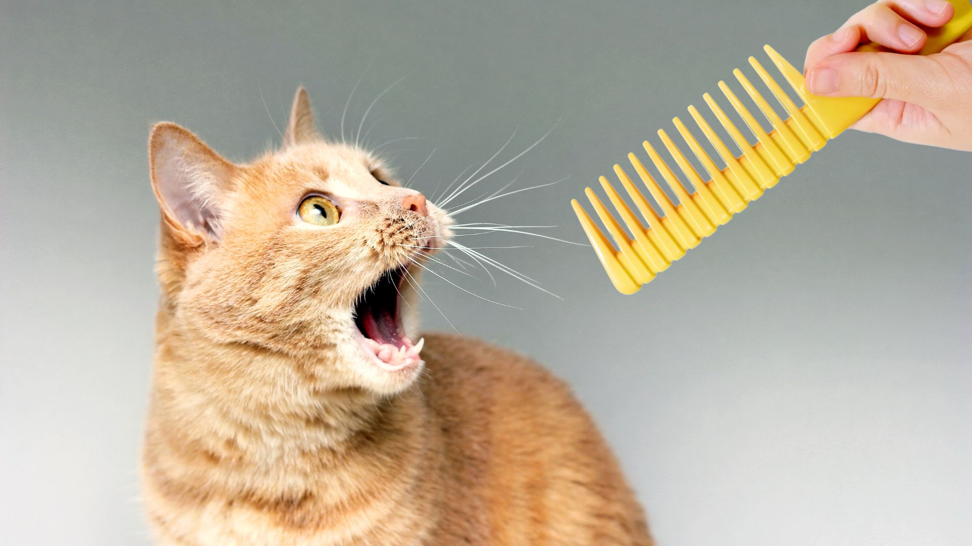 cat looking at a comb