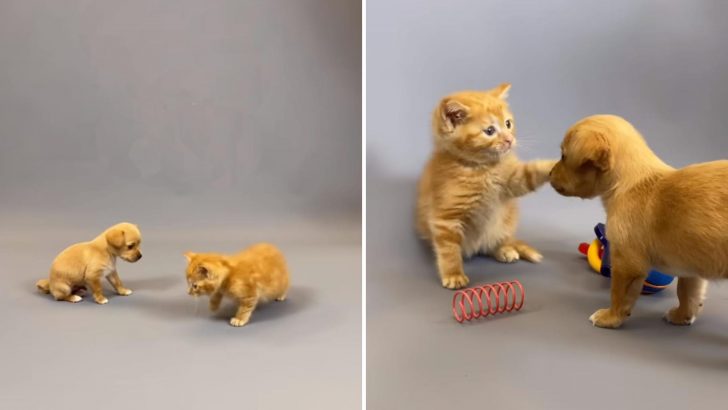 Witness An Adorable Encounter Between A Puppy And A Kitten