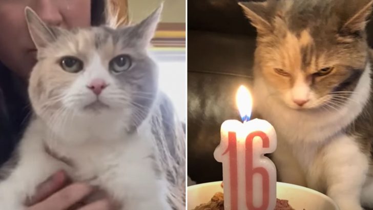 Young Woman Adopts Her Late Grandpa’s Senior Cat To Fill Her Golden Years With Love
