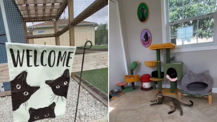 Woman Builds Special Tiny House And Catio For Her Rescue Cats