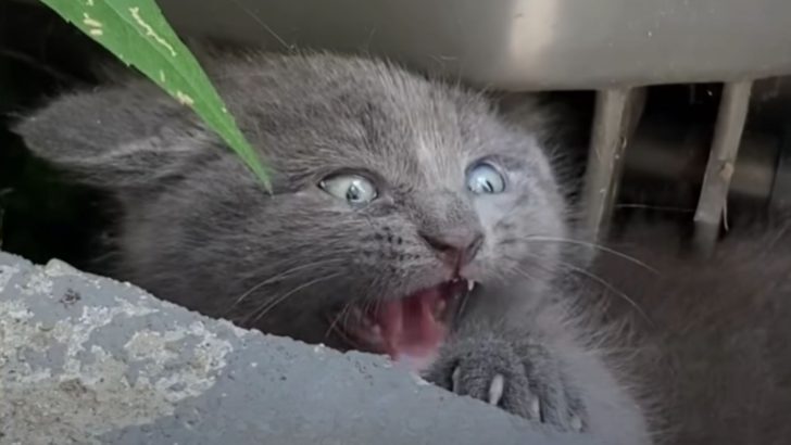 Woman Finds Terrified Feral Kitten Hiding Under Her Trash Cans, Unsure How To Help Him