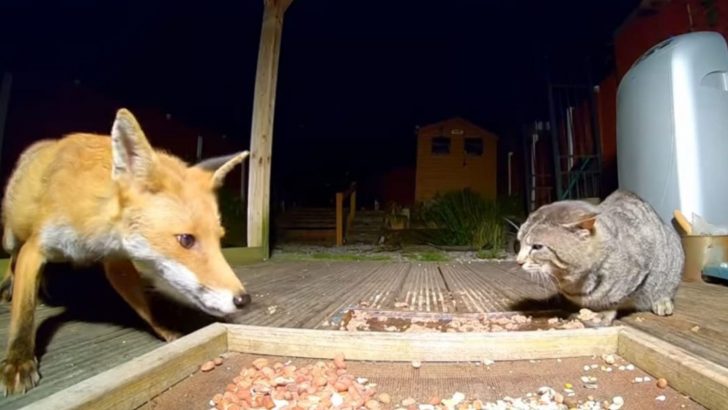Woman Fed Wild Foxes In Her Backyard Who Befriended Her Cats In Return