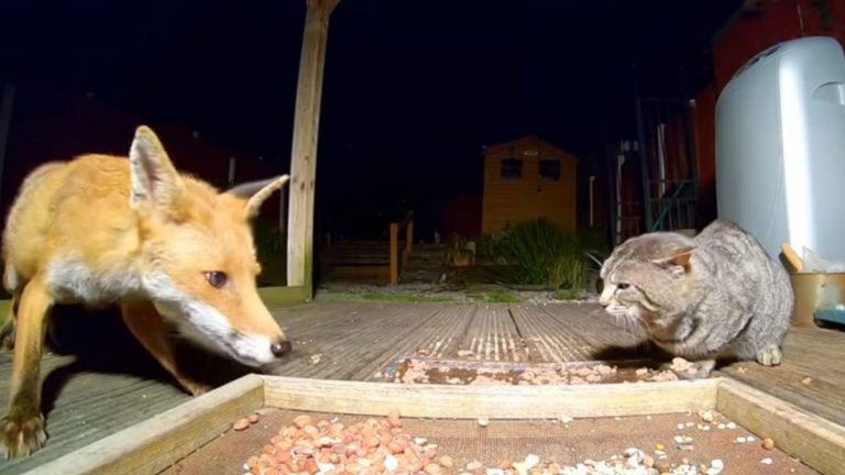 fox and cat