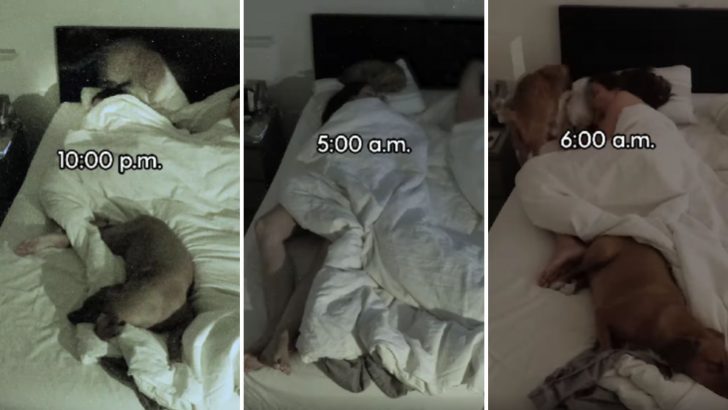 Woman Films Herself Sleep To Show The Reality Of Bed-Sharing With Pets 