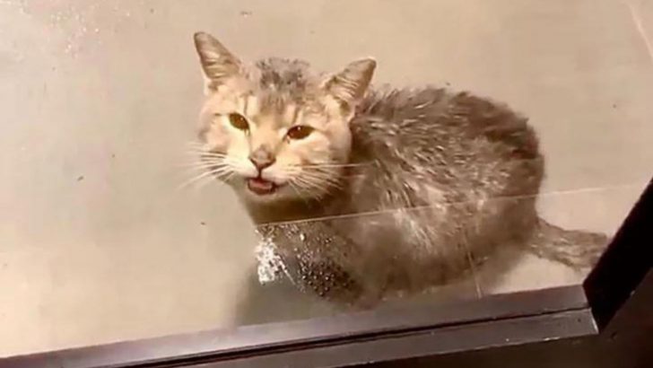 Kind Woman Welcomes A Stray Cat Seeking Shelter From Cold Rain At Her Office Doorstep