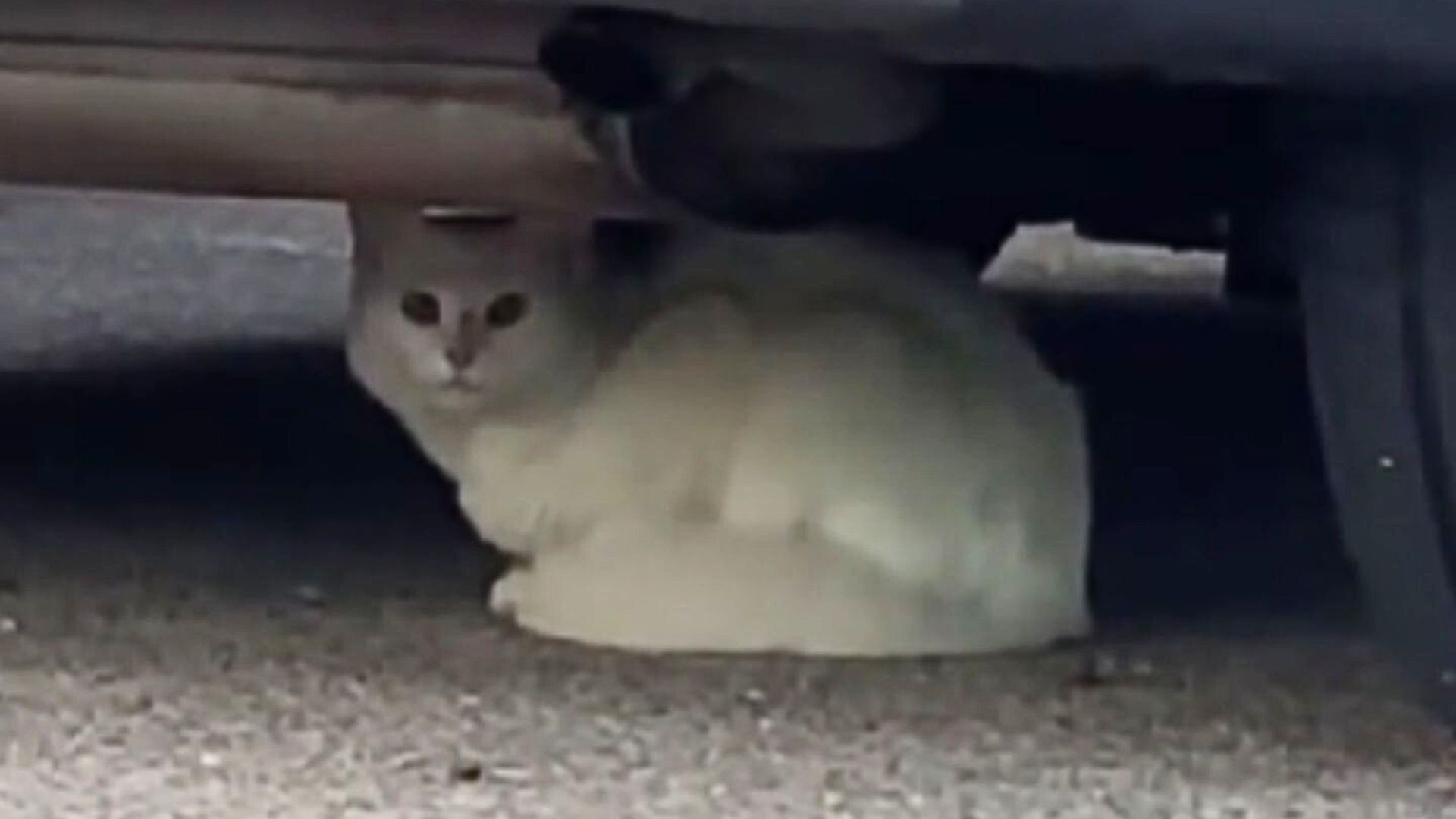 cat hiding under a car