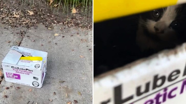 Woman Notices A Cardboard Box On A Sidewalk And Gets Startled By Tiny Eyes Staring Right At Her