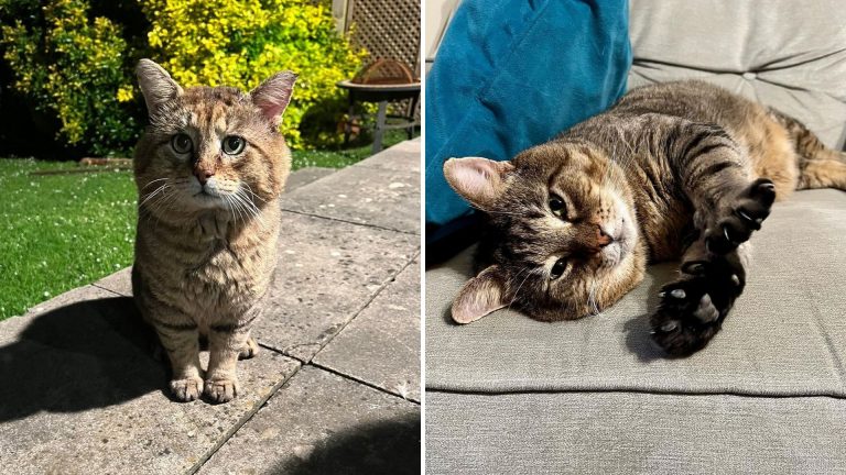 injured feral cat in garden