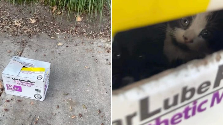 Woman Spots Eyes Peering Out Of A Box On Sidewalk And Embarks On A Rescue Mission