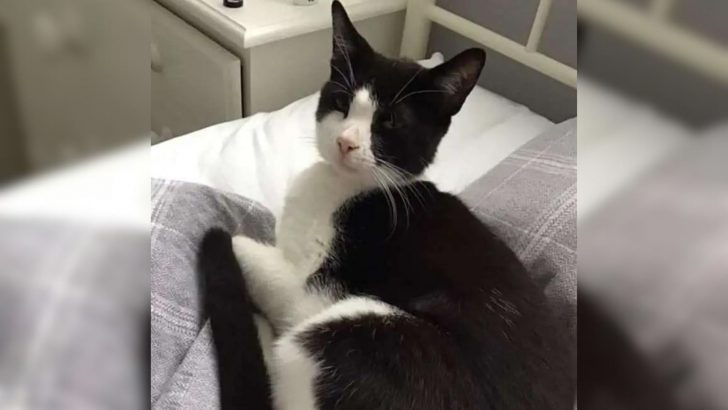 Woman Wakes Up To Find A Random Cat In Her Bed Which Both Shocks And Amuses Her