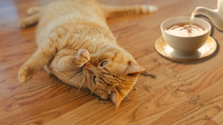 cat and tea