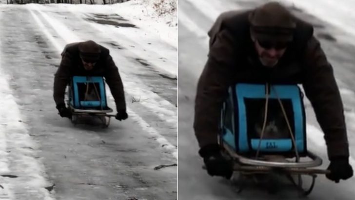 You Have To See This Maine Coon Cat Who Loves Sledding With His Human Dad