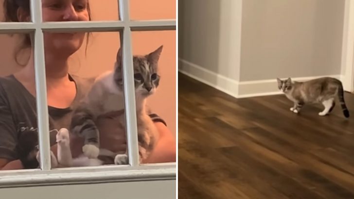 His Owners Rescued Another Cat But Jimmy Wasn’t In The Mood For Sharing