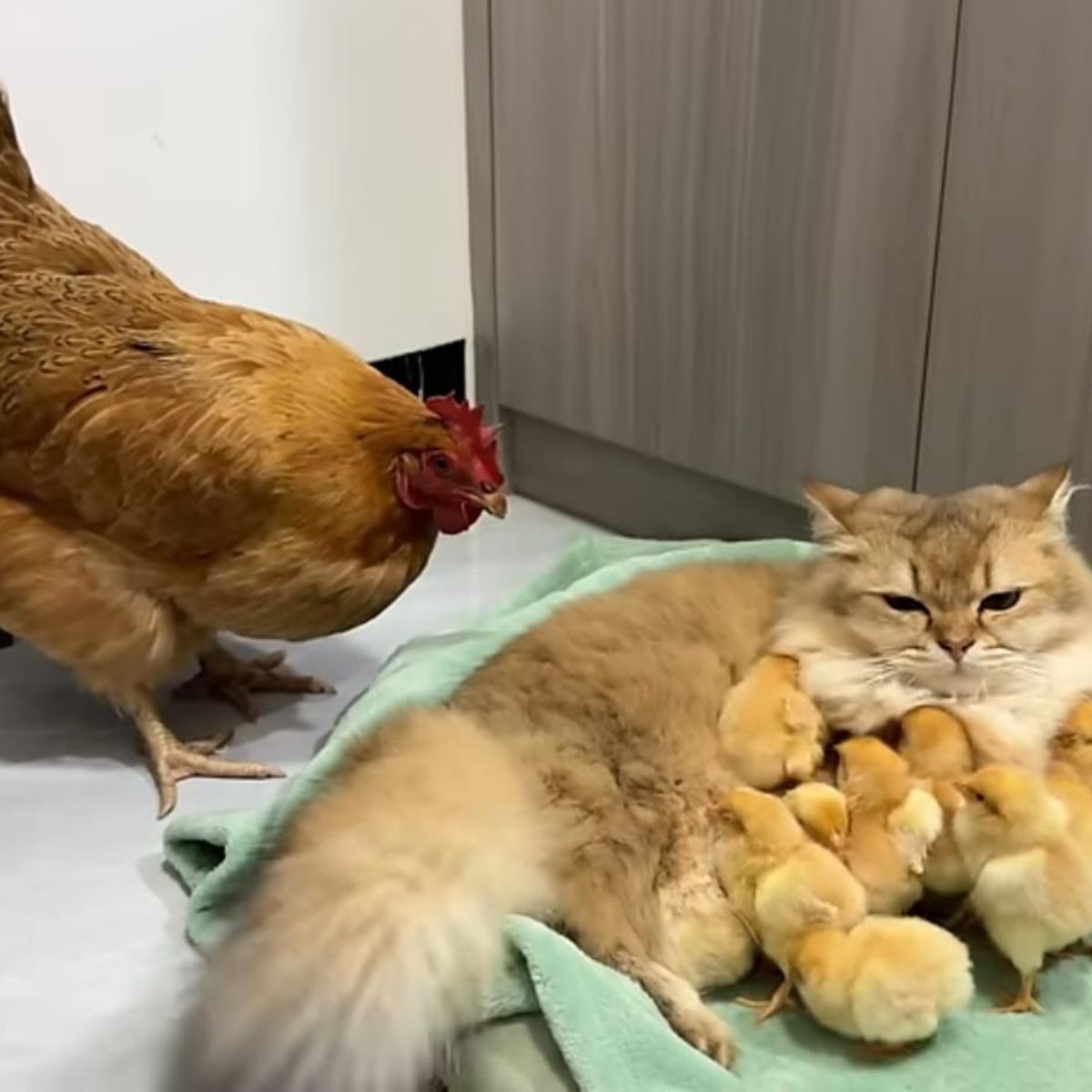 a cat, a chicken and some chicks