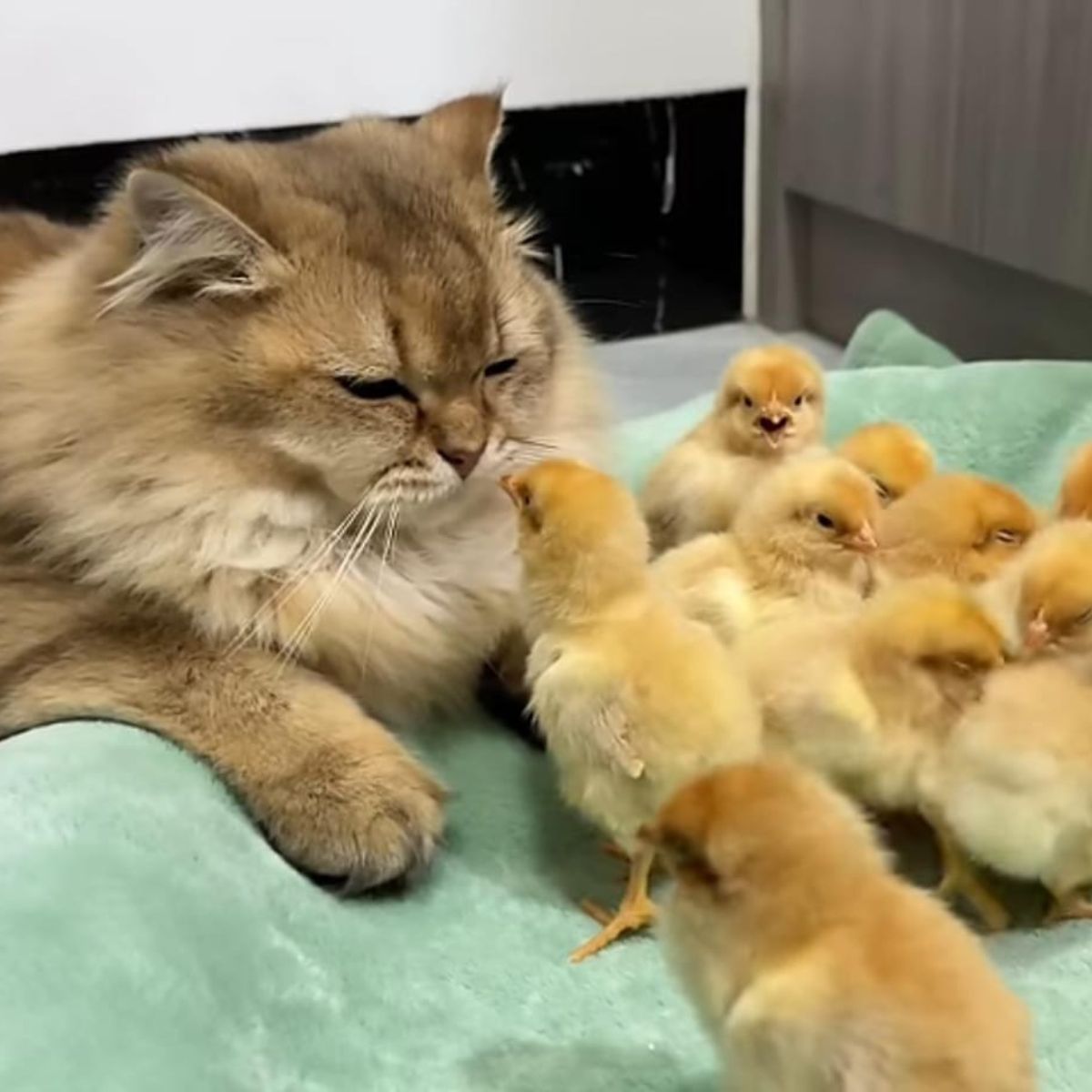 a cat and some chicks