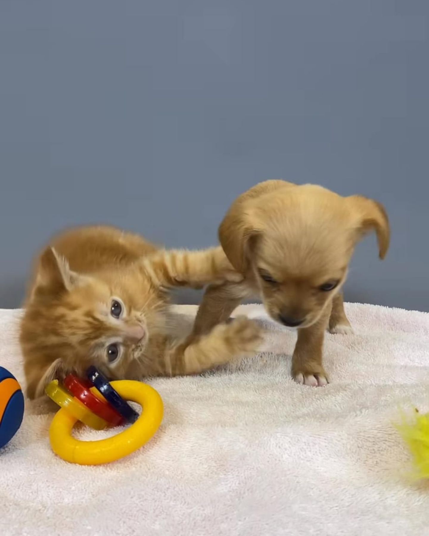a kitten and a puppy playing together